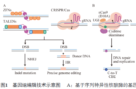 基因组编辑技术示意图