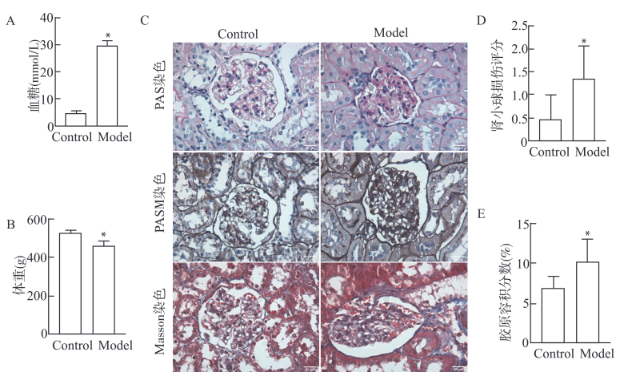 厄贝沙坦通过调节NLRP3表达在糖尿病肾病大鼠中的保护作用