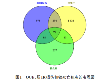 槲皮素抑制铁死亡减轻肠缺血再灌注损伤